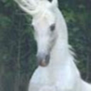 Meet your Posher, Mackenzie